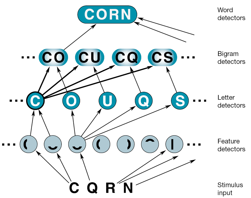 <p><span style="line-height: 20.925px;">However, this weak signal is enough to trigger the well-primed CO-detector, and so the input will be (mistakenly) recognized as “CORN”&nbsp;</span></p><p class="Paragraph SCXW46248514 BCX4" style="text-align: left;"><span style="line-height: 20.925px;">Well-formed nonwords are more readily perceived than letter strings that do not conform to the rules of normal spelling&nbsp;</span></p>