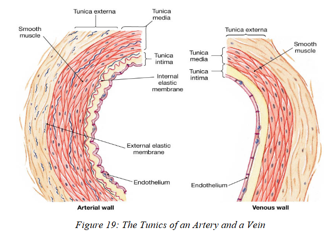 <p>middle layer of blood vessels</p><ul><li><p>contains <strong>smooth muscle</strong>.</p></li><li><p>Thickest layer in <strong>arteries</strong>!!!!</p></li></ul><p></p>