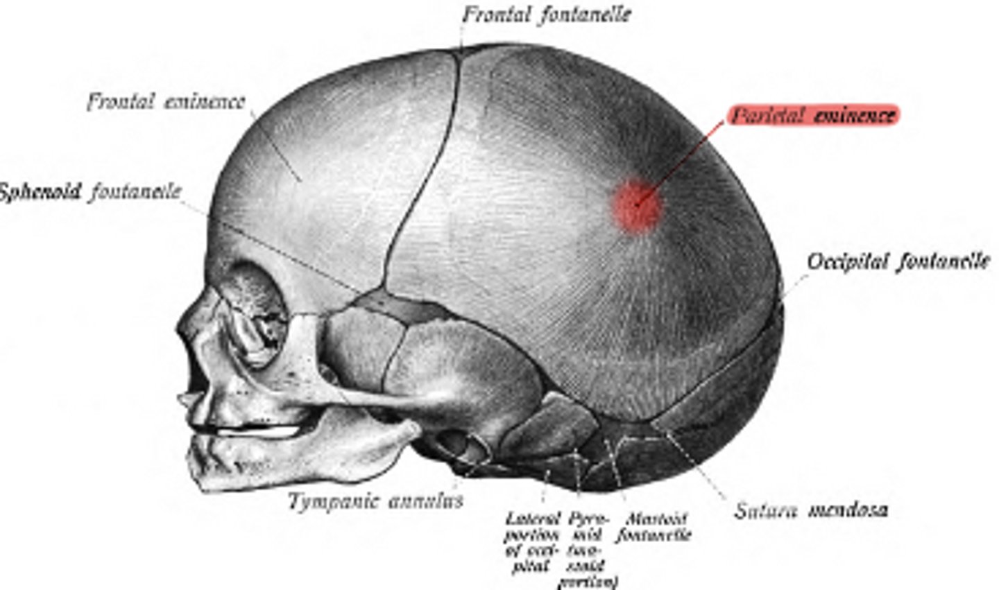 <p>bump on the parietal bone</p>