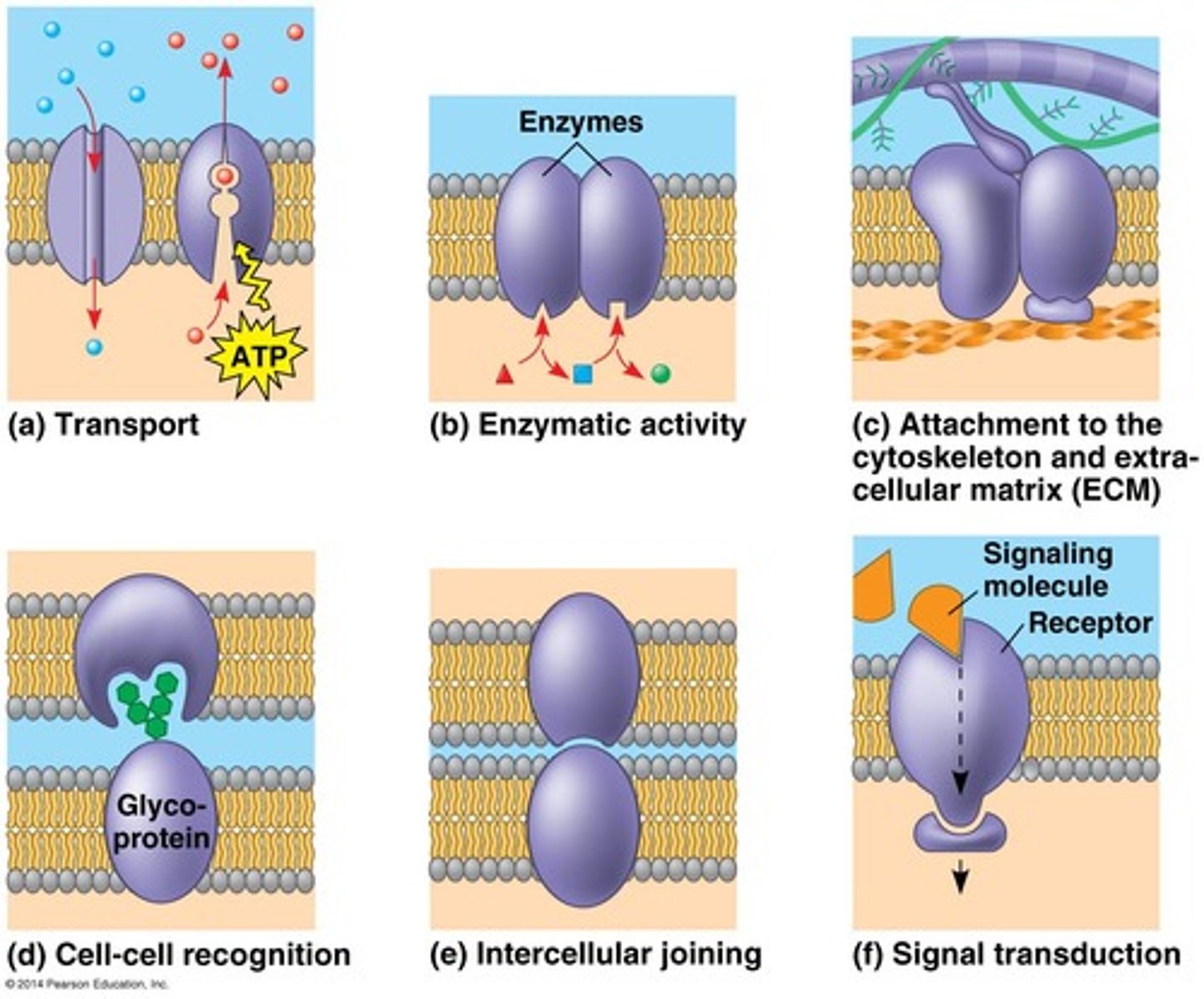 <p>1. transport</p><p>- Na/K pump (passage and gate)</p><p>2. signal transduction</p><p>- hormones (hits receptors in brain that make u tired)</p><p>3. cell-cell recognition</p><p>- WBCs recognize germ antigens</p>