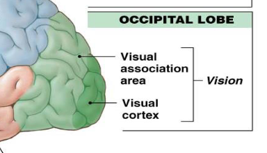 <p>visual association area, visual cortex</p><p>function is for vision</p>