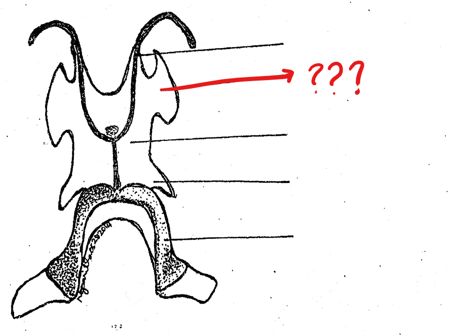 <p>located on the hyoid cartilage of the visceral apparatus; a pair of small lateral expansion from the antero-lateral borders of the hyoid, posterior and lateral to the anterior cornua</p>