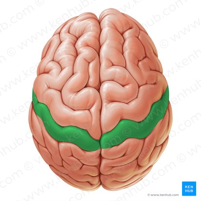 <p>The <strong><em></strong></em>__ is the region of the brain that contains the primary somatosensory cortex, responsible for processing sensory information from the body.</p>