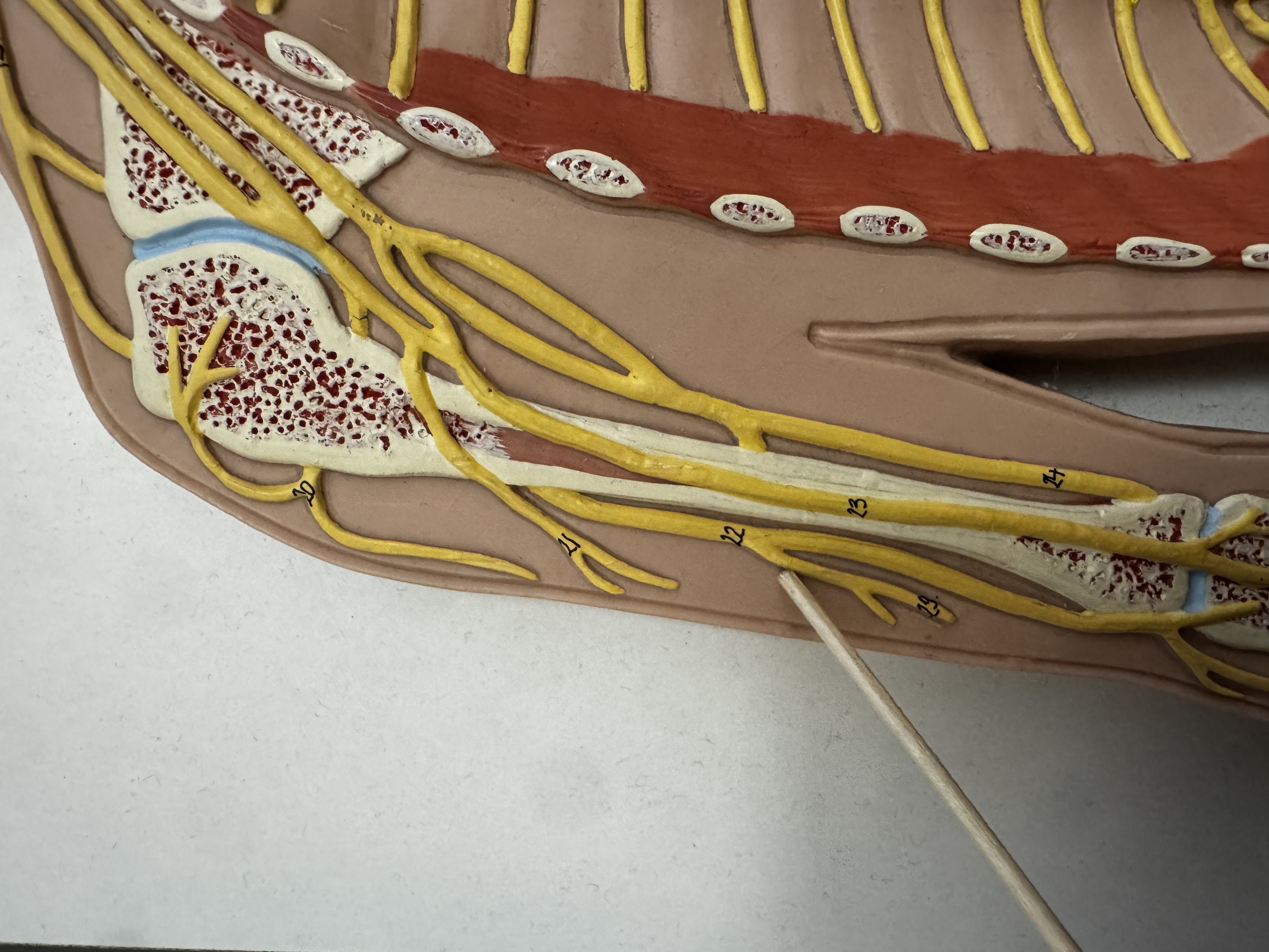 knowt flashcard image