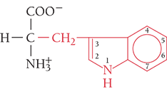 <p>Trp, W</p><ul><li><p>nonpolar</p></li><li><p>aromatic</p></li></ul><p></p>