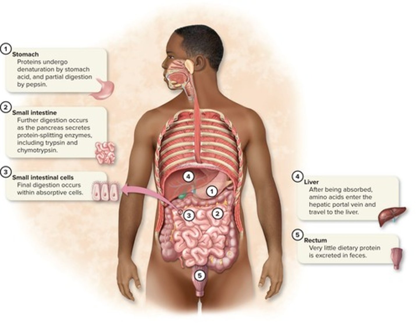<p>In the stomach, where hydrochloric acid denatures proteins.</p>