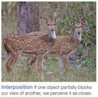 <p>If one object partially blocks our view another, we perceive it as closer</p>