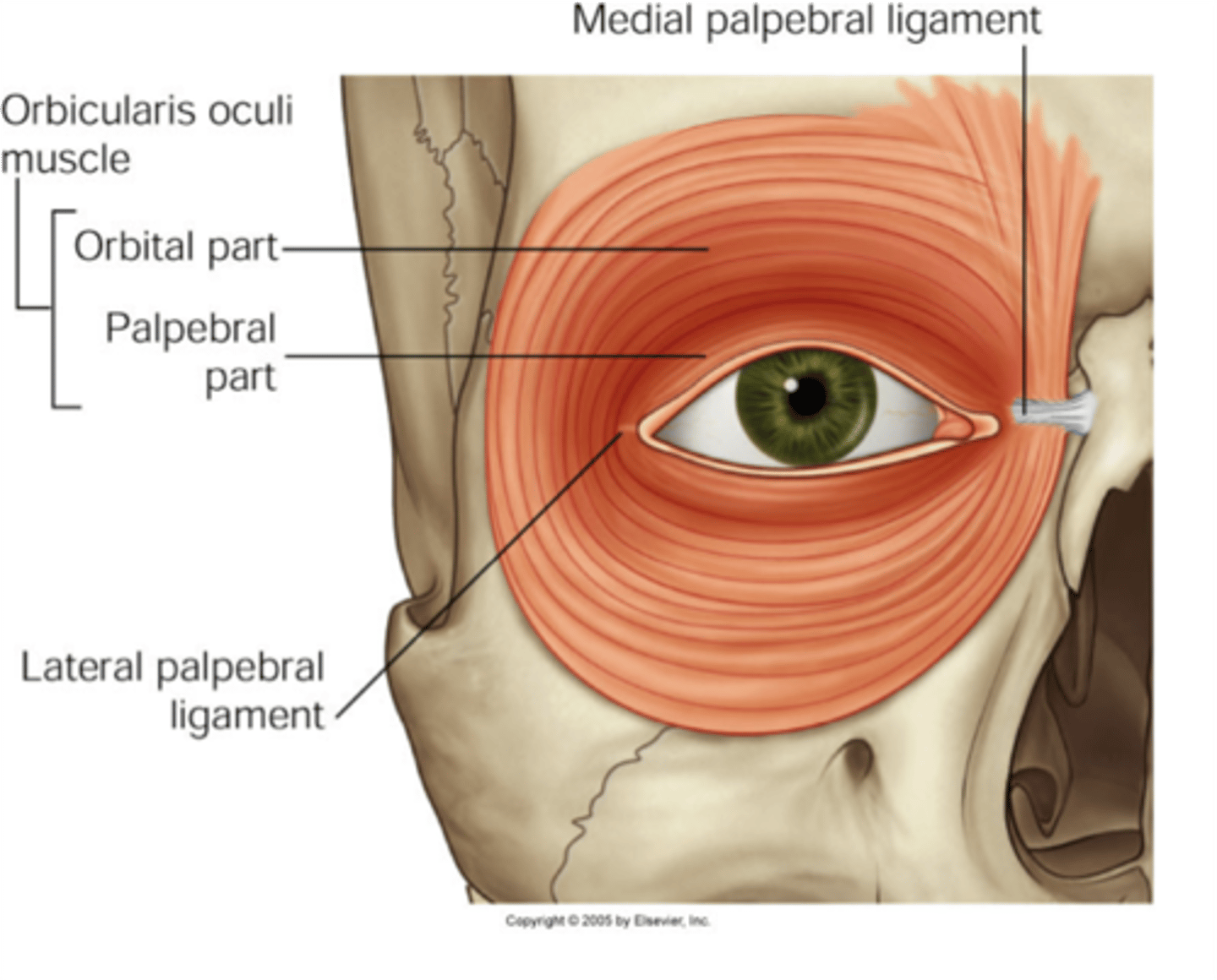 <p>Ring muscle of the eye socket; enables you to close your eyes.</p>