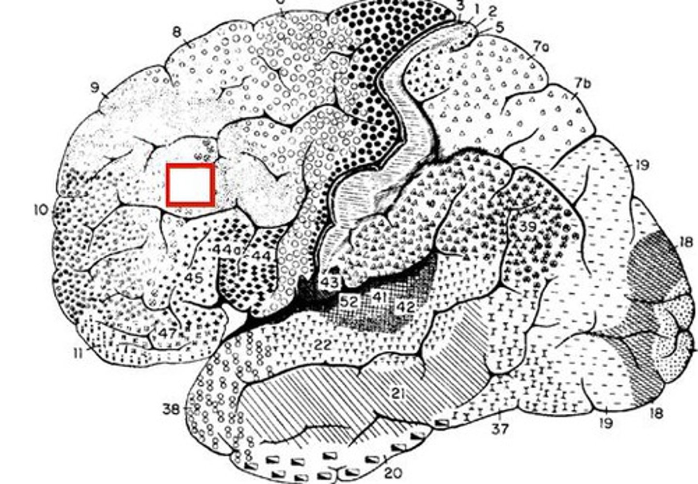 <p>Critical role in executive function and working memory, of the dorsolateral prefrontal cortex, most widely studied in rhesus monkeys</p>