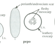 <p>Pepo</p>