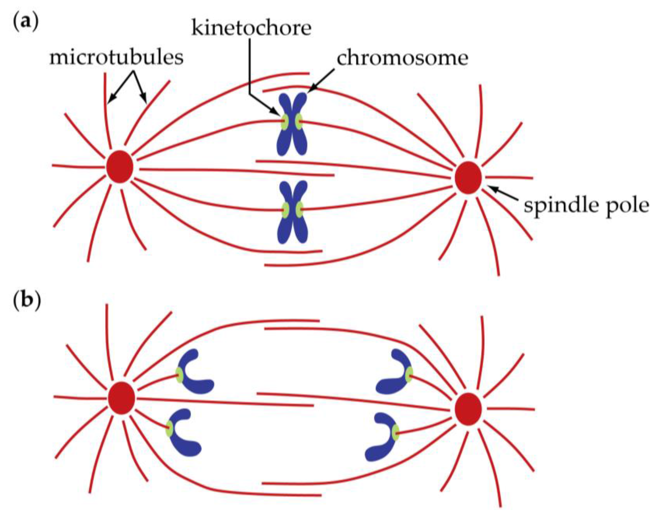 <p>mitotic spindles with microtubules</p>