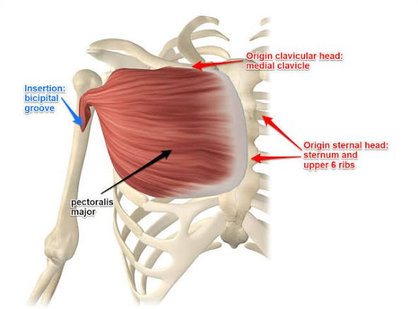 <p>origin = sternals</p><p>insertion = proximal to humerus</p><p>moves arm rotating medially, adduction</p>