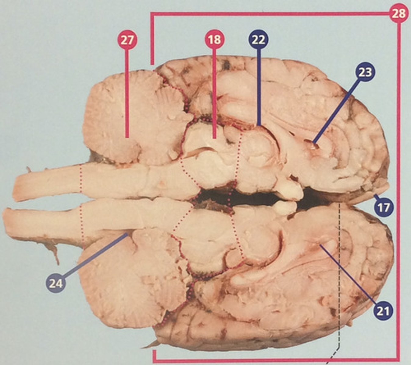 <p>System of cavities and connecting tubes in the brain, including the central canal of the spinal cord; filled with cerebrospinal fluid, which cushions and supports the brain (#22-24)</p>