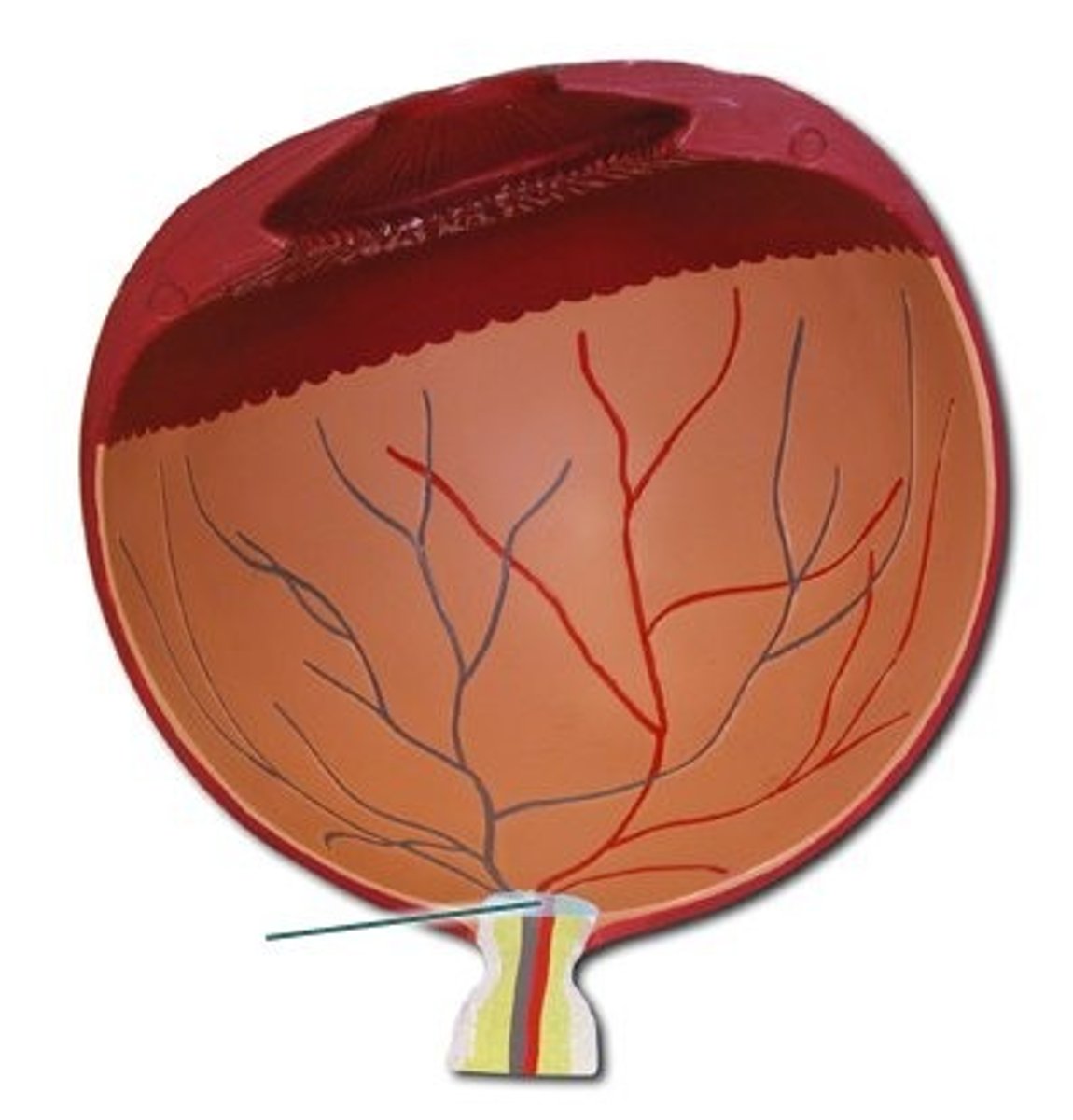 <p>sends info to the occipital lobe</p>