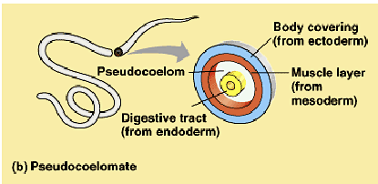 <ul><li><p>body covering from ectoderm</p></li><li><p>muscle layer from mesoderm</p></li><li><p>digestive tract from endoderm</p></li></ul><p></p>