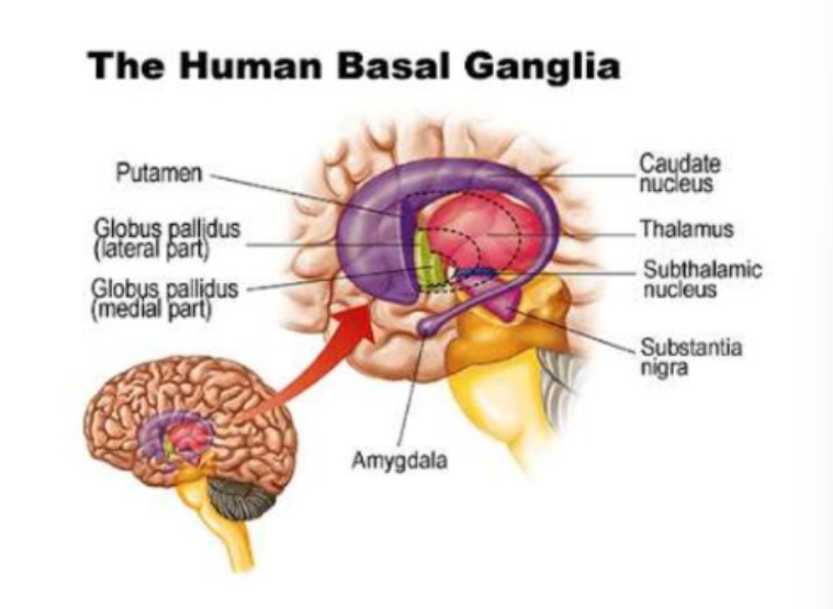 <p>What are the basal ganglia?</p>
