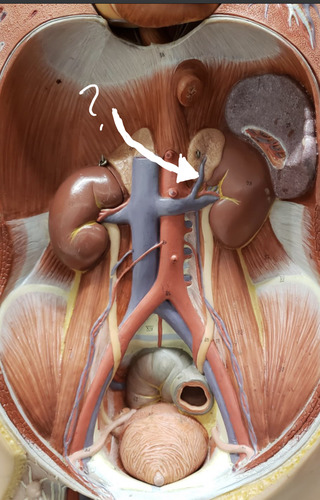 <p><span>drains adrenal</span></p>