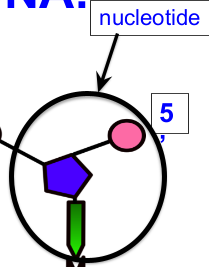 <p>A nucleotide has a phosphate bonded (covalently) with sugar (deoxyribose). That sugar is also being bonded to a nitrogen base, which is also bonding (hydrogen bond) with another nitrogen base.</p><p></p><p><em>Tip: When we were having to cut out little pieces of DNA and put them together with the phosphates, sugars, and bases (Adenine, Thymine, etc.), those were nucleotides. When we put them all together in class, those all together made a DNA molecule, or nucleic acid.</em></p>