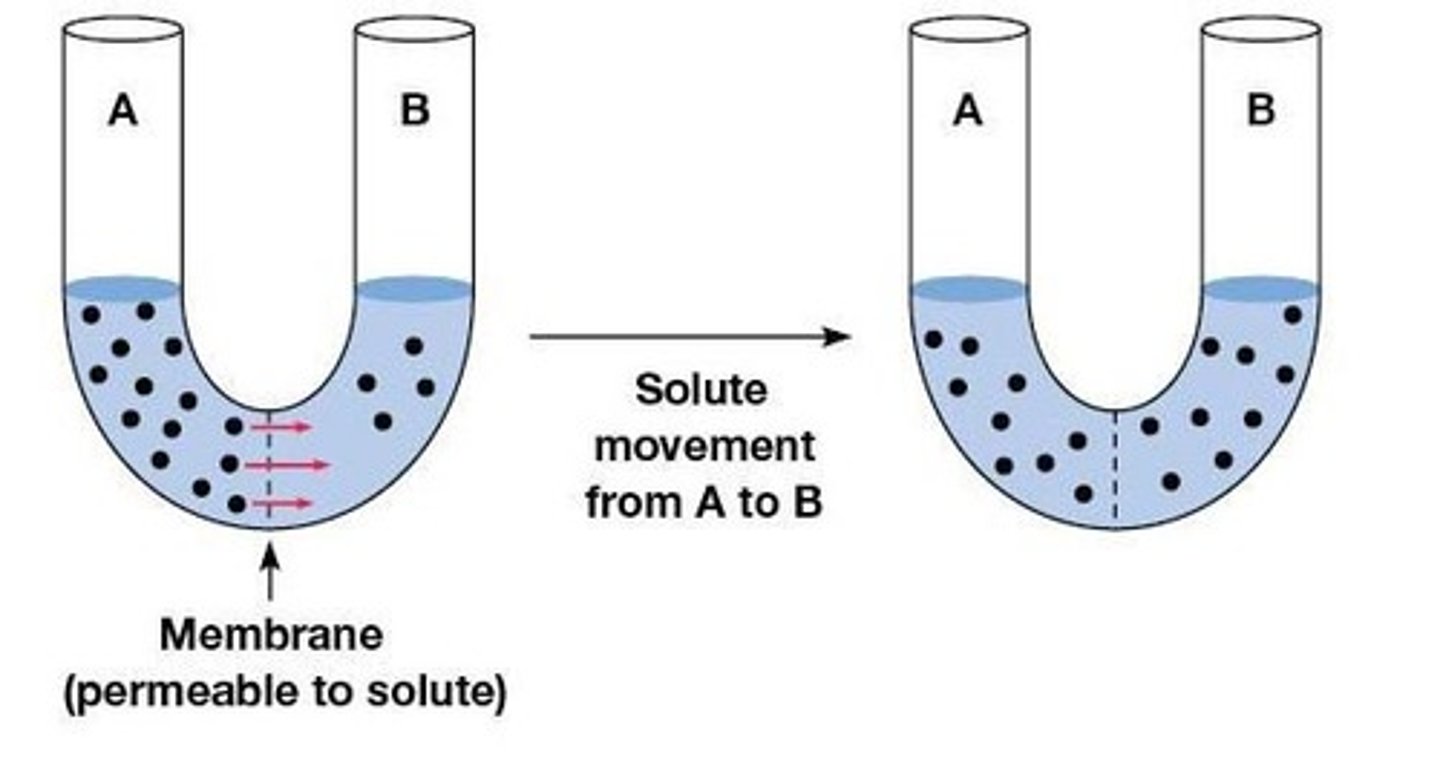 <p>Difference in substance concentration across a membrane.</p>