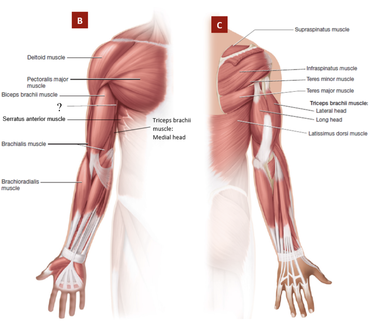 <p>most medial and deep arm muscle</p><ul><li><p>flexes and medially rotates arm</p></li></ul><p></p>