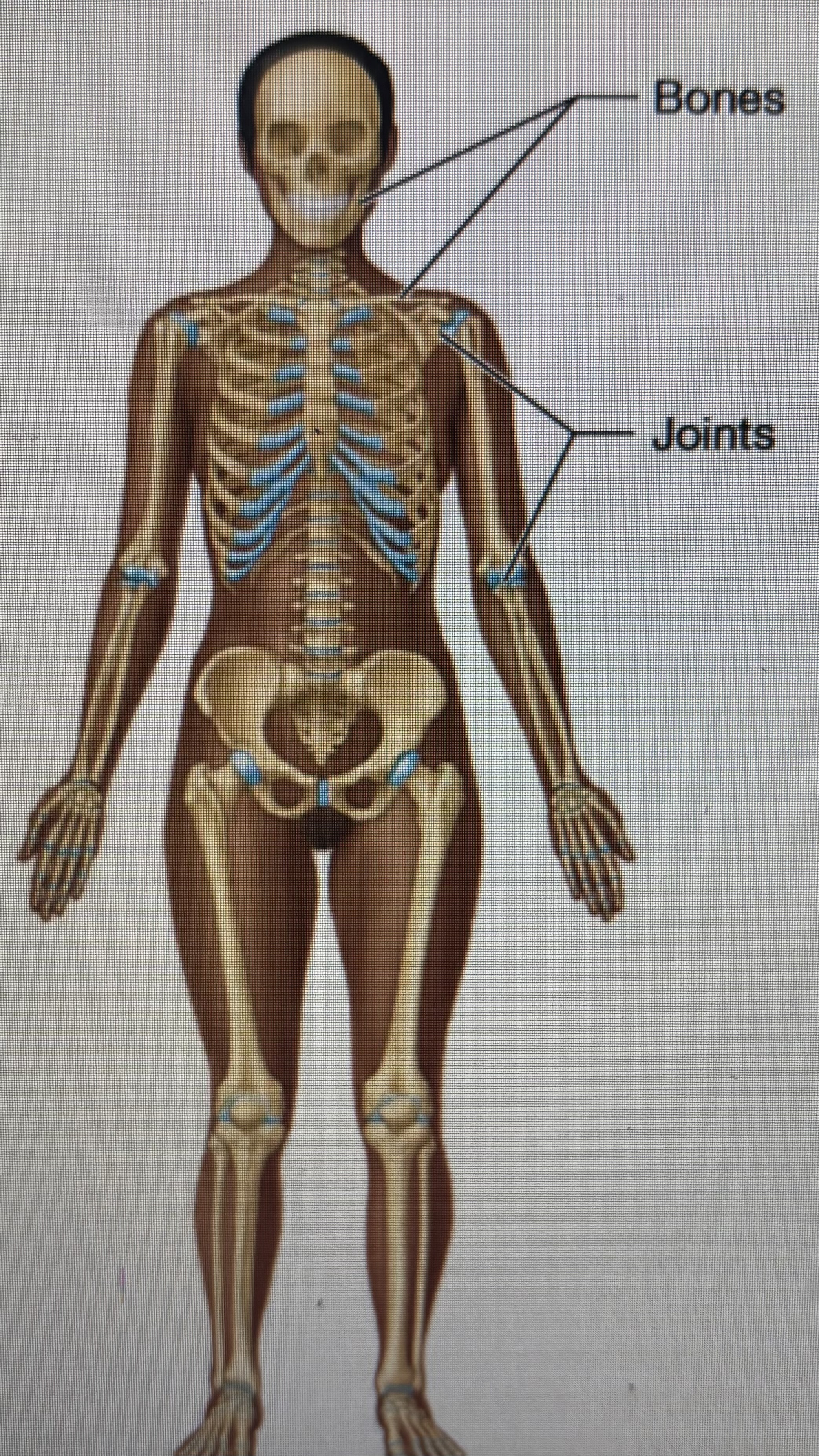 <p>bones</p><p>joints</p>