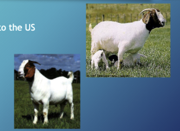 <p>Imported from south Africa to US, fast growing breed in US</p>