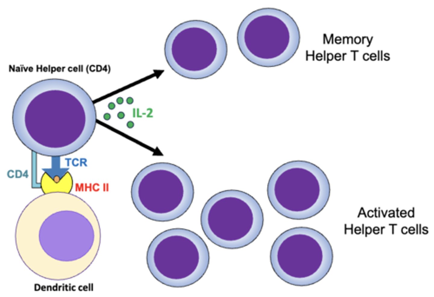 <p>1. long-lived memory helper t cells</p><p>2. effector (activated) helper t cells</p>