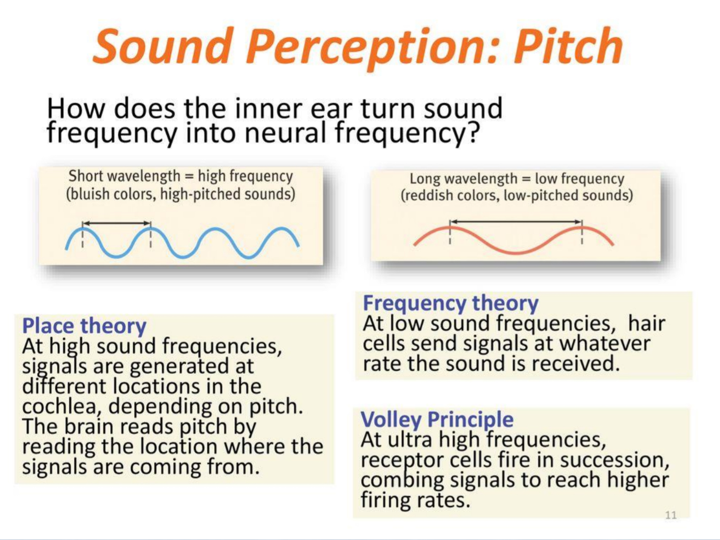 <ul><li><p>Place Theory explains high pitched</p></li><li><p>Frequency Theory (w/ help from Volley Theory) explains low pitches</p></li><li><p>Place Theory &amp; Frequency Theory together help w/ medium pitches</p></li></ul><p></p>
