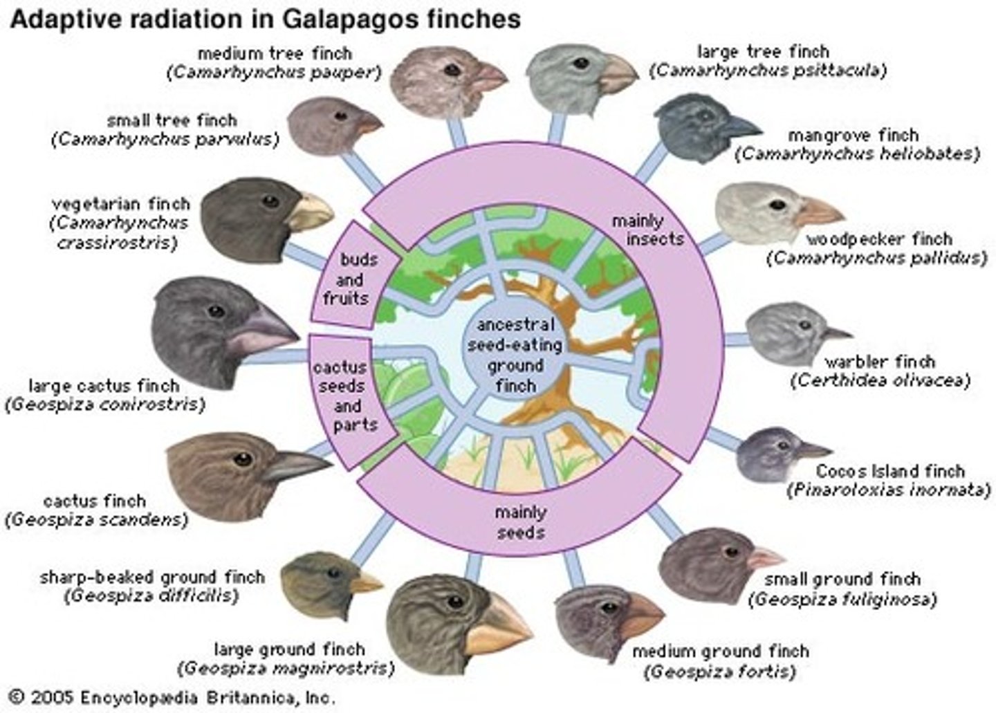 <p>the evolution of many diverse species from a common ancestor</p>
