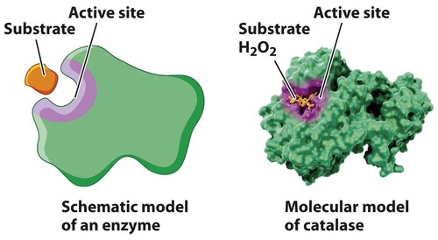 Understanding Enzymes and Chemical Reactions Flashcards Knowt