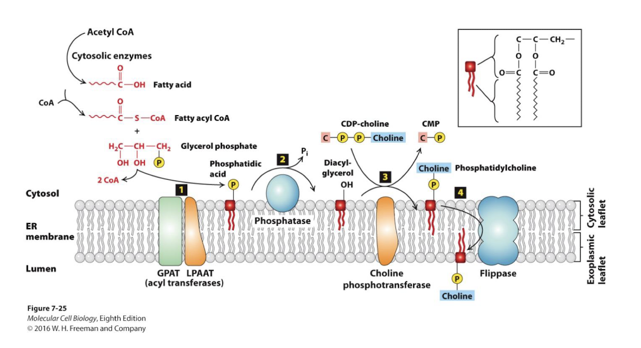 <p>In the ER membrane</p>