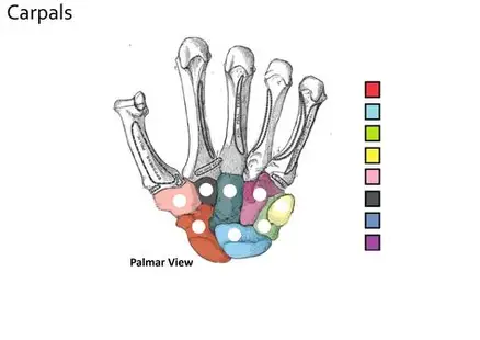 <p>Pisiform</p>