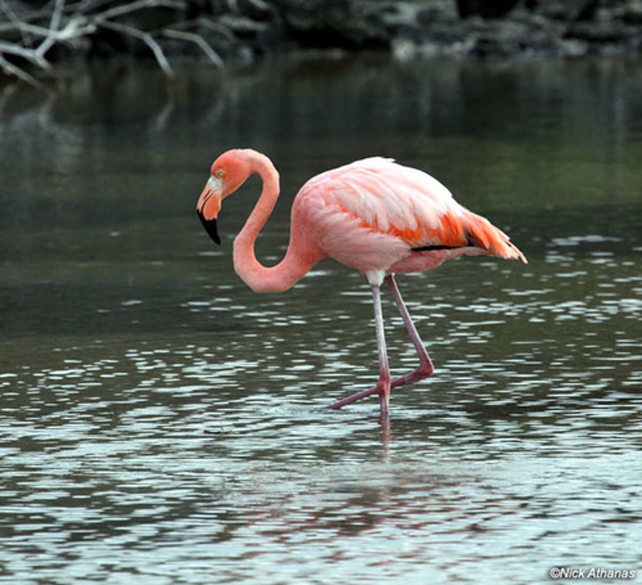 <p>Phoenicopteriformes</p>