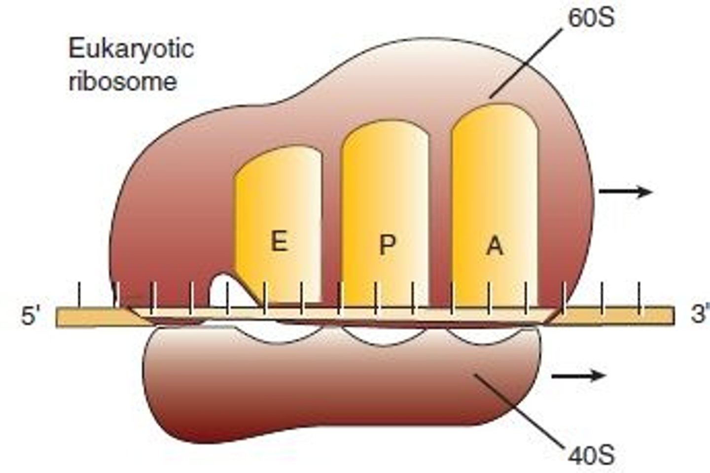 <p>polymerization site where the peptide bonds are formed between amino acids</p>