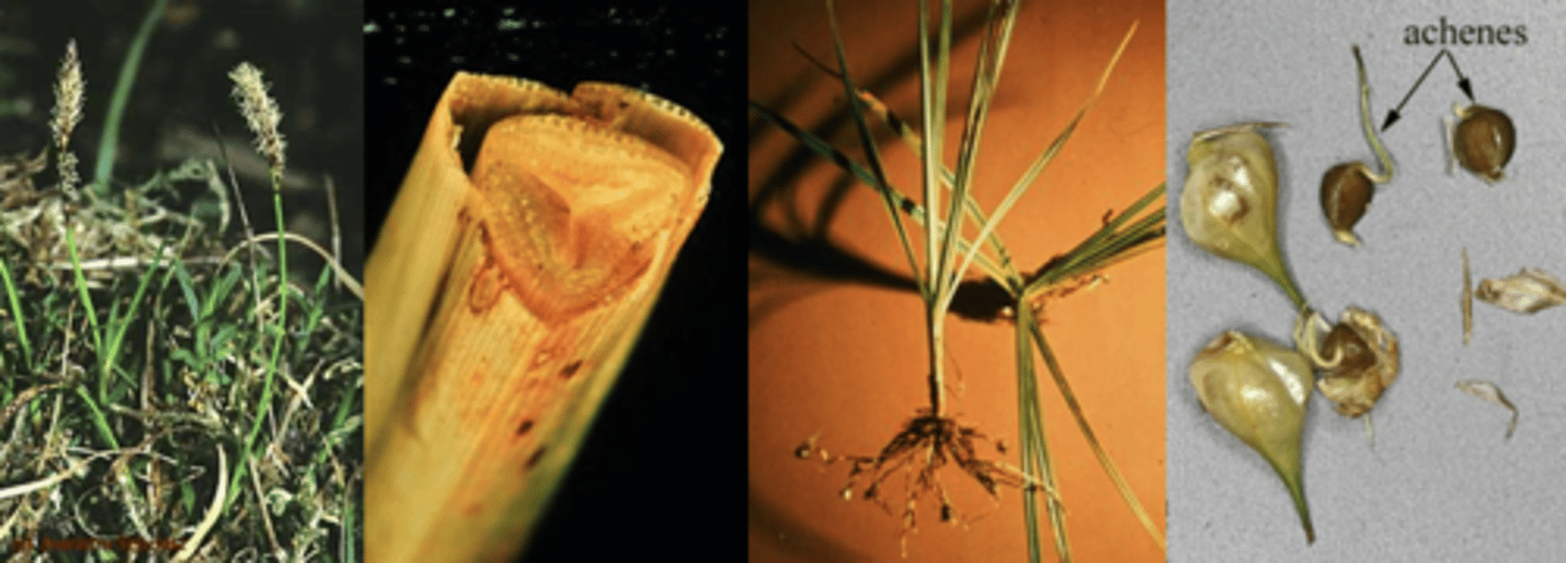 <p>What family has these characteristics?</p><p>Habit:</p><p>- Important in wetlands (not exclusive to) </p><p>- growth form perennial herbs w/ corms or other underground storage </p><p>Leaves/stems </p><p>- Often triangular stems “sedges have edges"</p><p>- leaves 3-ranked</p><p>- leaf sheath sealed/closed</p><p>Inflorescences: </p><p>- various arrangements of spikelets/spikes</p><p>- no glumes, but often subtended by 1 large (leafy) bract</p><p>Flowers: </p><p>- each flower subtended by 1 bract</p><p>- Perianth lacking or reduced to 6 bristles/scales</p><p>- 3 Stamens </p><p>- 1 superior ovary</p><p>Fruit: Achene </p>