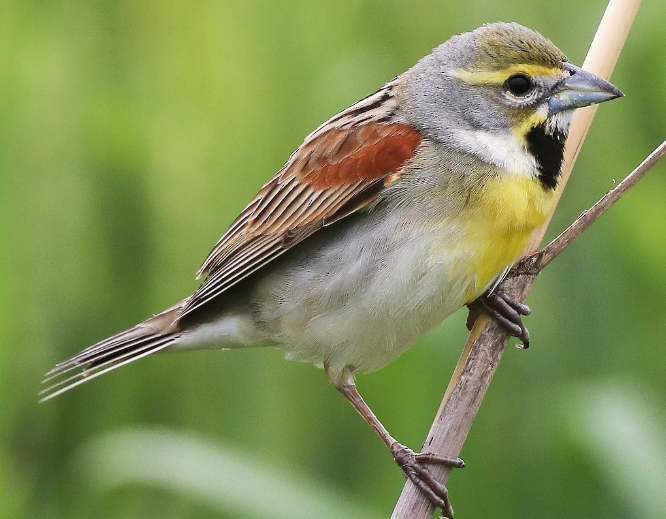 <p>What bird is this? </p>