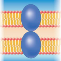 <p>The junctions assist cell to cell adhesion and communication</p>