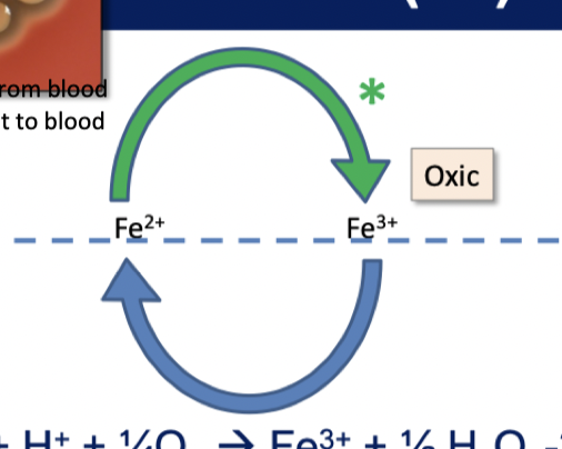 OXIC

* Ferric iron = oxidizing agent 
* Get orange colour
* aerobic microorganisms

\
ANOXIC

* Fe3+ to Fe2+
* black colour
* anerobic micro-organisms
* Coupled with H2 or simple organics as energy donors

      

      
