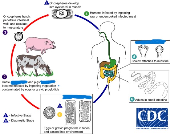 <p>What parasite has this life cycle?</p>