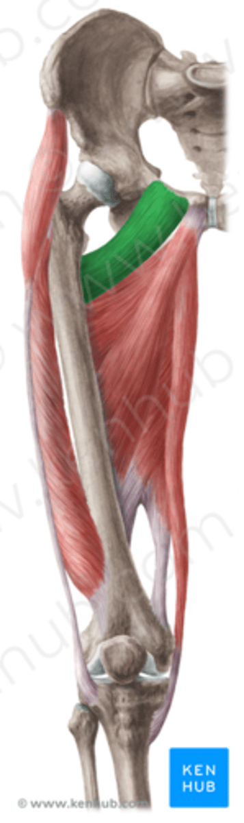 <p>O: ramus superior os pubis (pecten)</p><p>I: linea pectinea (posterieur)</p><p>bursa tussen linea pectinea en trochanter minor</p><p>W: adductie, anteflexie van de dij en zwakke exorotatie of endorotatie naargelang de uitgangspositie)</p><p>Inn: N. femoralis (L2-L4)(N. Obturatorius accessorius, 20%</p>