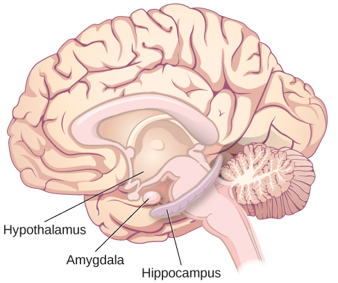 <p> hippocampus</p>