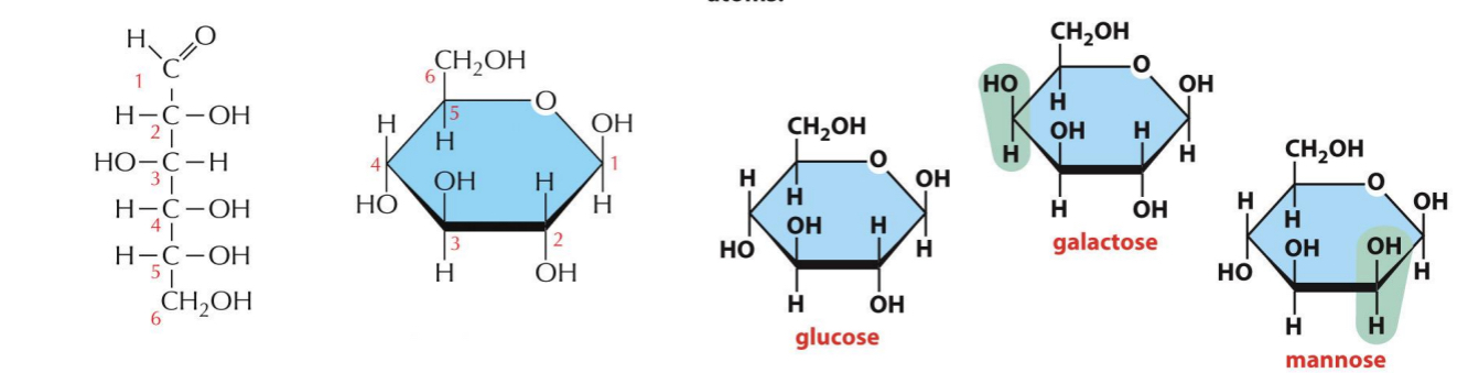 <ul><li><p>Same formula but different arrangement</p></li><li><p>ex. Glucose, galactose and mannose have the same formula (C6H12O6) but differ in arrangement of groups around one or two atoms</p></li><li><p>The small differences make only minor changes in the chemical properties of the sugar. But they are recognized by enzymes and other proteins and therefore can have major biological effects</p></li></ul><p></p>