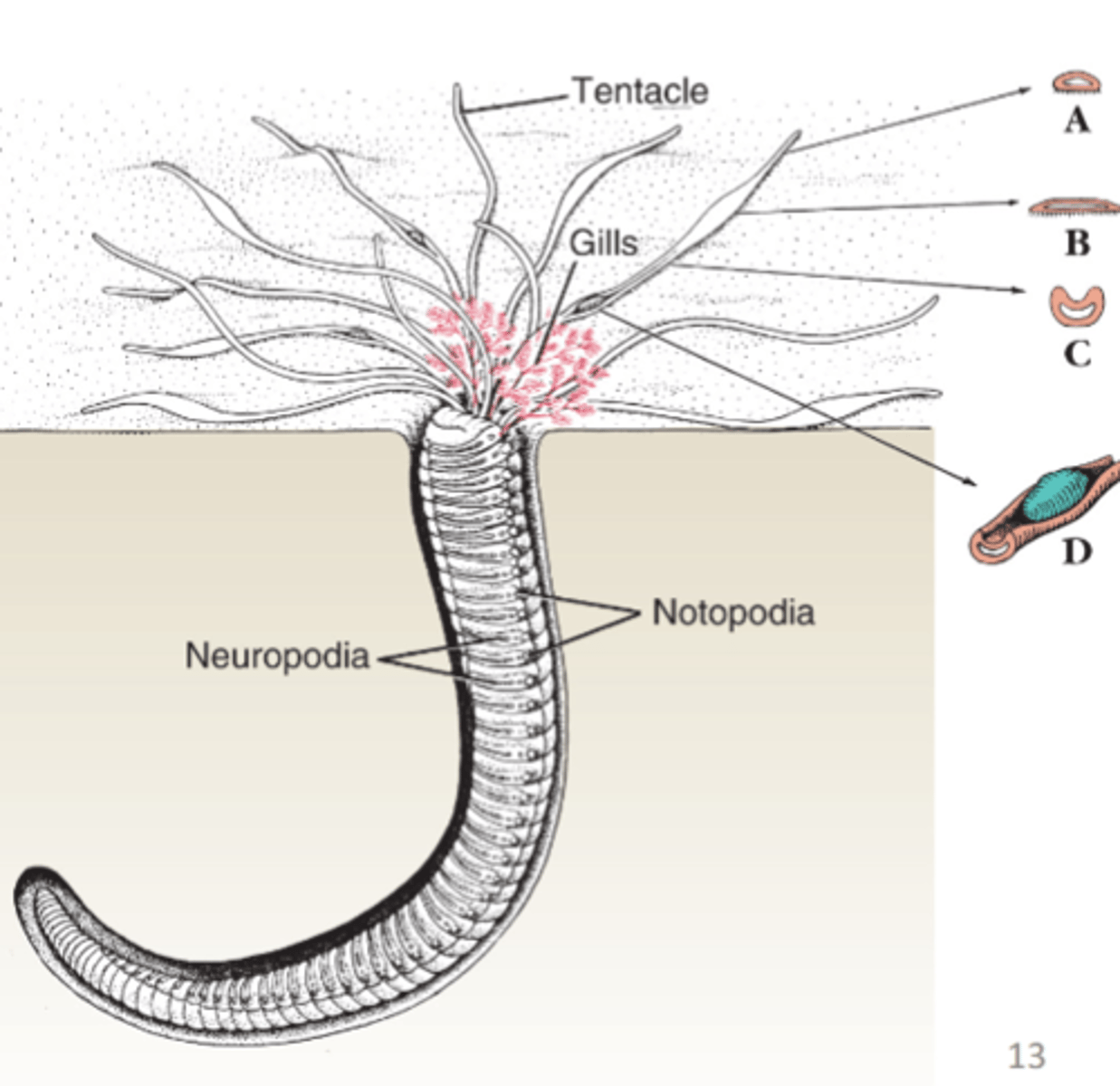 <p>part of clade sedentara, tentacles extend across sand and sweep up food</p>