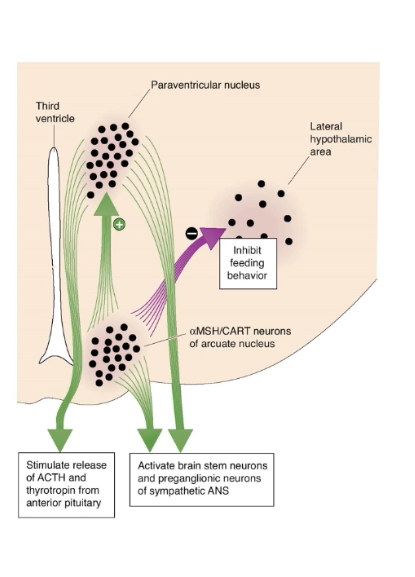 <p> High leptin signals high energy stores.</p><p>	•	Leptin activates POMC/CART neurons and inhibits NPY/AgRP neurons in the arcuate nucleus.</p><p>	•	α-MSH acts on the paraventricular nucleus to suppress feeding.</p><p>	•	Lateral hypothalamic hunger drive is reduced.</p><p>	•	Net effect: decreased appetite and food intake (anorexic response).J</p>