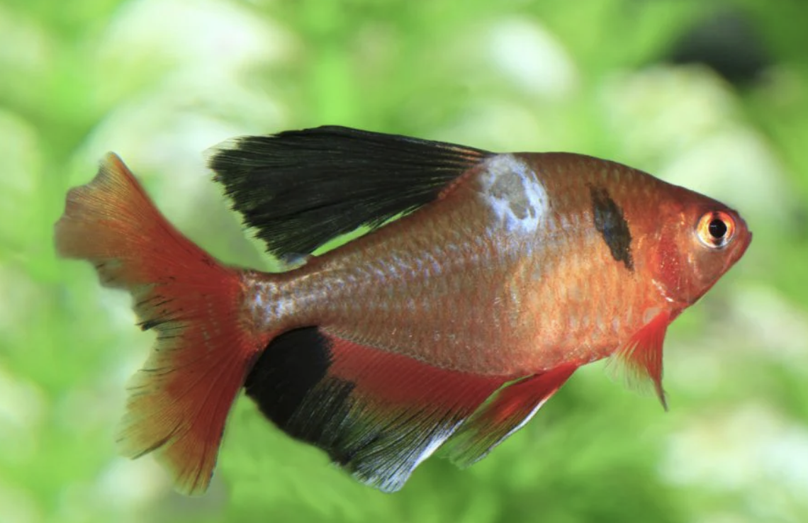 <p><strong>Mycobacteriosis (Fish Tuberculosis)</strong></p><p><strong>Causative agents:</strong></p><ul><li><p><em><mark data-color="red" style="background-color: red; color: inherit;">Mycobacterium marinum</mark></em><mark data-color="red" style="background-color: red; color: inherit;">, </mark><em><mark data-color="red" style="background-color: red; color: inherit;">M. fortuitum</mark>+ 16 other species</em></p></li><li><p>Others: <em>M. chelonae</em>, <em>M. neoaurum</em> (esp. salmonids)</p></li></ul><p><strong>Hosts:</strong></p><ul><li><p><strong>All fish species </strong>(probably the most common chronic disease affecting aquarium fish)</p></li><li><p><strong>Zoonotic</strong> → non-healing skin ulcers (“fish tank granuloma”)</p></li></ul><p><strong>Transmission:</strong></p><ul><li><p><strong>Horizontal:</strong> ingestion most common, skin ulcers, urine, feces</p></li><li><p><strong>Vertical:</strong> transovarian (<span data-name="warning" data-type="emoji">⚠</span> <strong>not in salmonids</strong>)</p></li></ul><p><strong>Clinical signs:</strong></p><ul><li><p>Emaciation, poor growth</p></li><li><p>Retared sexual maturation, or decreased reproductive performance</p></li></ul><p><strong>Pathological changes:</strong></p><ul><li><p>Chronic, <strong>non-healing skin ulcers</strong></p></li><li><p>Fin erosion, skeletal deformities</p></li><li><p><strong>White nodules (granulomas)</strong> in viscera</p></li></ul><p></p><p><strong>Prevention & Therapy (det her e fra chat. fant ikke noe i pp)</strong></p><ul><li><p><span data-name="cross_mark" data-type="emoji">❌</span> <strong>No effective therapy</strong> in fish (treatment not recommended)</p></li><li><p><strong>Prevention only</strong>:</p><ul><li><p>Strict <strong>biosecurity</strong></p></li><li><p>Remove and cull infected fish</p></li><li><p>Disinfection of equipment and tanks</p></li><li><p>Avoid stress, overcrowding</p></li><li><p>PPE for humans (zoonosis!)</p></li></ul></li></ul><p><strong>Diagnosis</strong></p><ul><li><p>Clinical suspicion</p></li><li><p>Necropsy (granulomas in organs)</p></li><li><p><strong>Bacterial culture</strong> (definitive)</p></li></ul><p><br></p><p><strong>One-sentence oral exam answer</strong></p><figure data-type="blockquoteFigure"><div><blockquote><p>“Mycobacteriosis is a chronic, zoonotic bacterial disease of fish caused mainly by <em>Mycobacterium marinum</em>, transmitted horizontally, causing emaciation and granulomas, with no effective treatment—only prevention and culling.”</p></blockquote><figcaption></figcaption></div></figure><p></p>