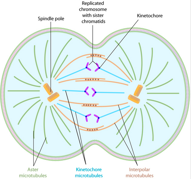 <p>Anaphase A - kinetochore microtubules shorten &amp; draw the chromosomes toward the spindle poles</p><p>Anaphase B - astral microtubules anchored to the cell membrane pull the poles further apart and the interpolar microtubules slide past each other, exerting additional pull on the chromosomes</p>