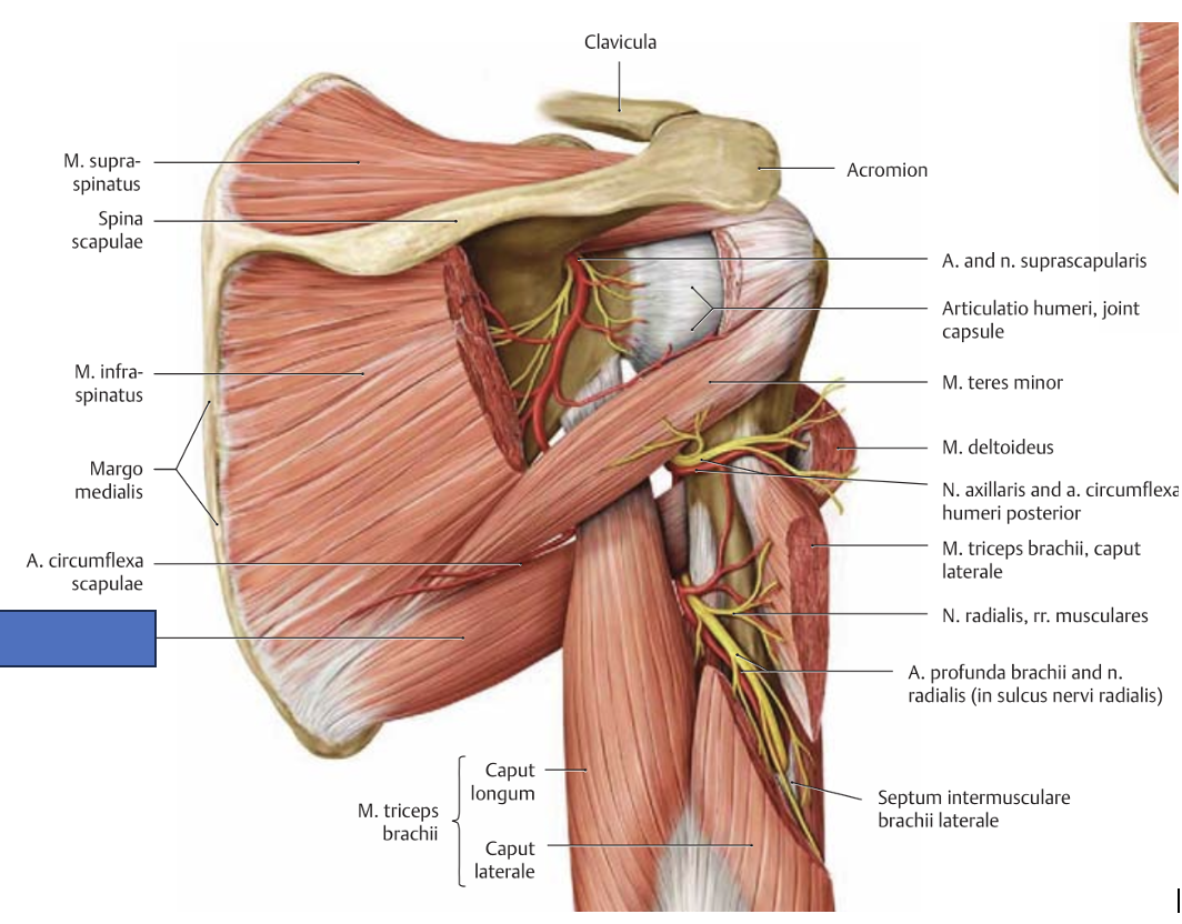 <p>m. teres major → õlavarre retroflektsioon, aduktsioon ja siserotatsioon (õlavars taha, lähendab, pöörab sisse)</p>