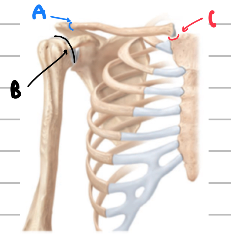 <p>Name these joints of the pectoral girdle and upper limb </p>