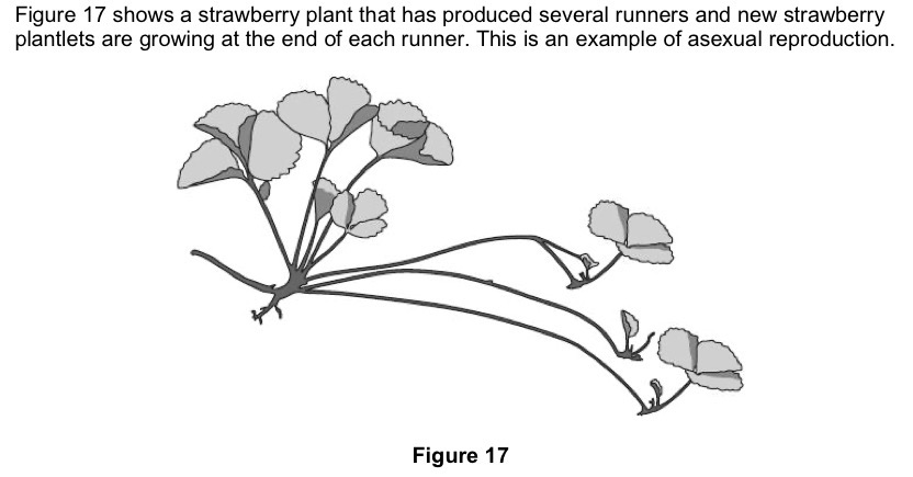 <p>Explain why asexual reproduction in strawberries is beneficial to strawberry farmers.</p>