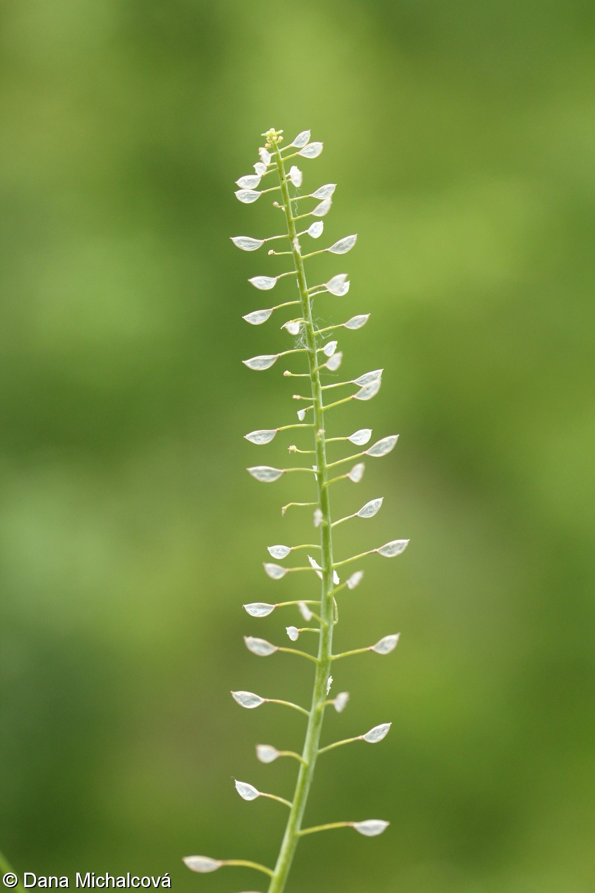 <p>Microthlaspi perfoliatum - Lamiaceae</p>